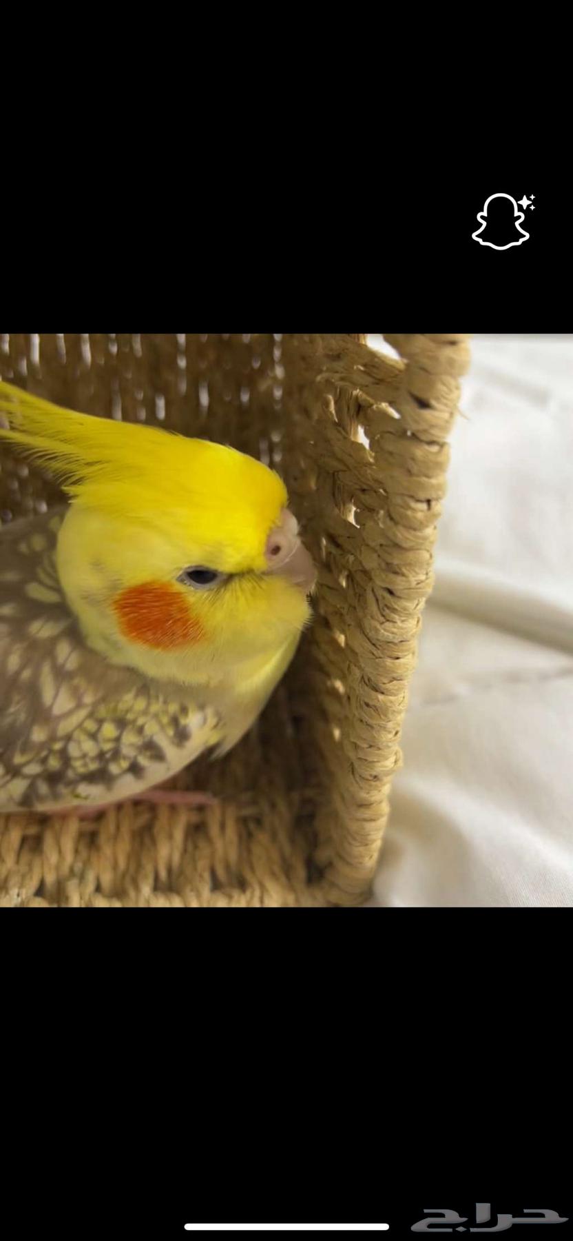 كروان للبيع انثى64397061263233112