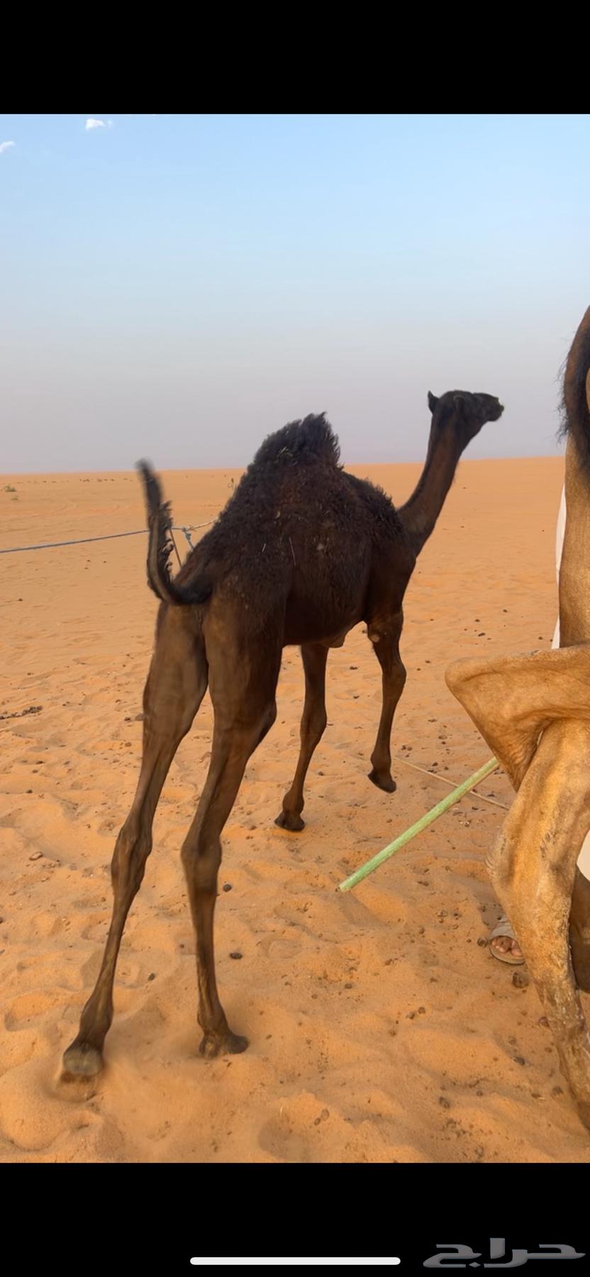 حيران قصب للبيع64412210990849114