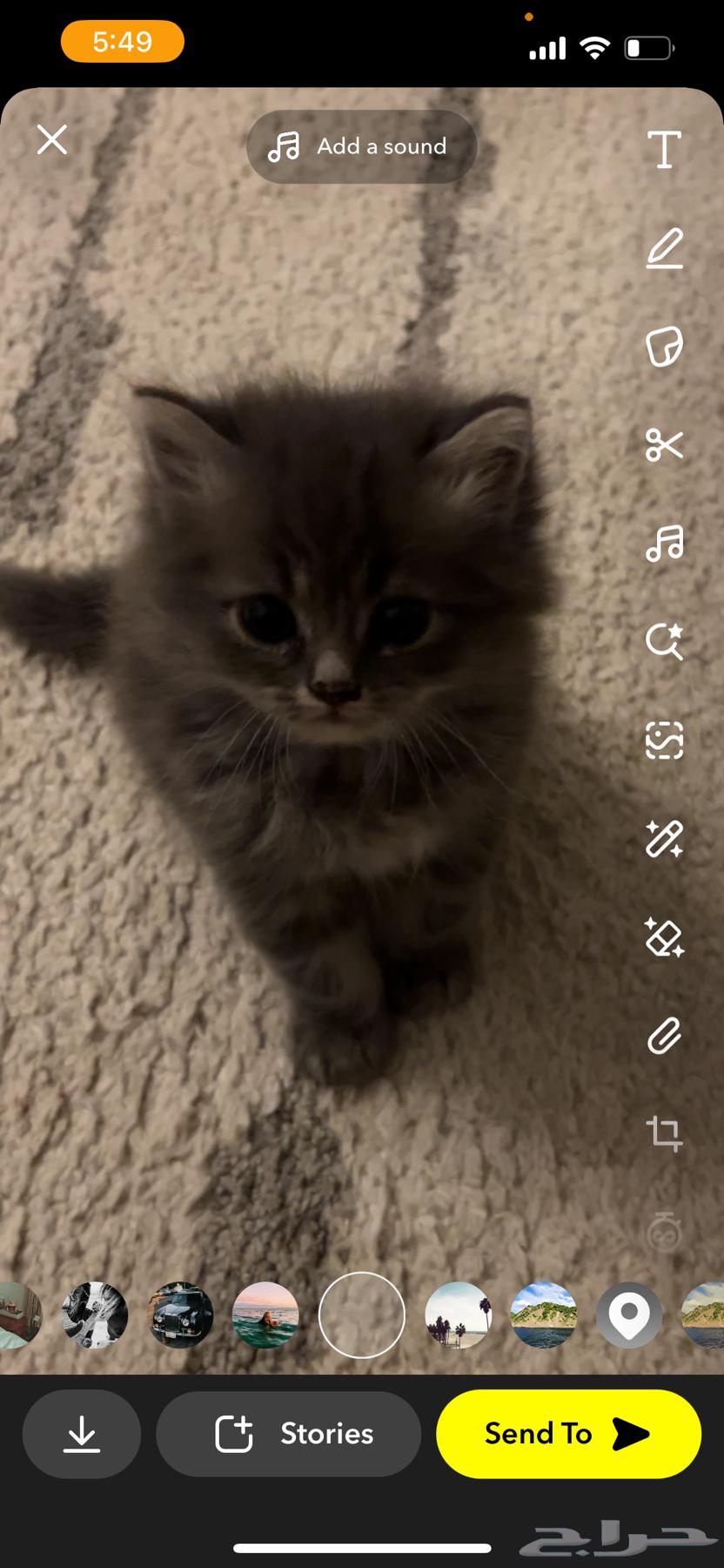 Cats64394053116418113