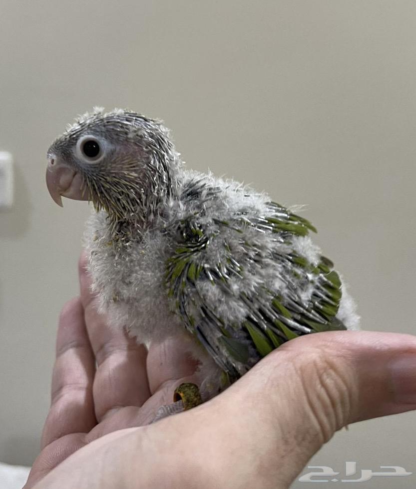 فروخ كنيور64397464772609111