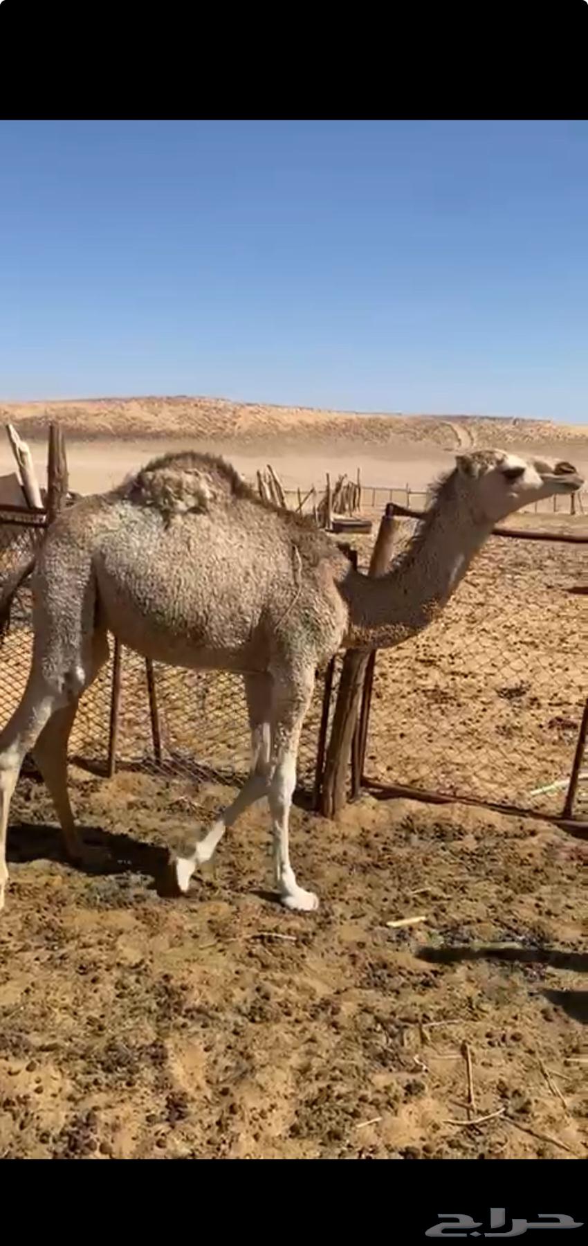 قعود بري عدل طيب64396282247811111