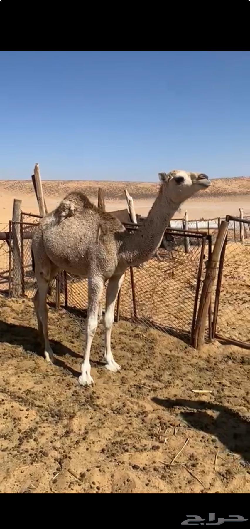 قعود بري عدل طيب64396282247811110