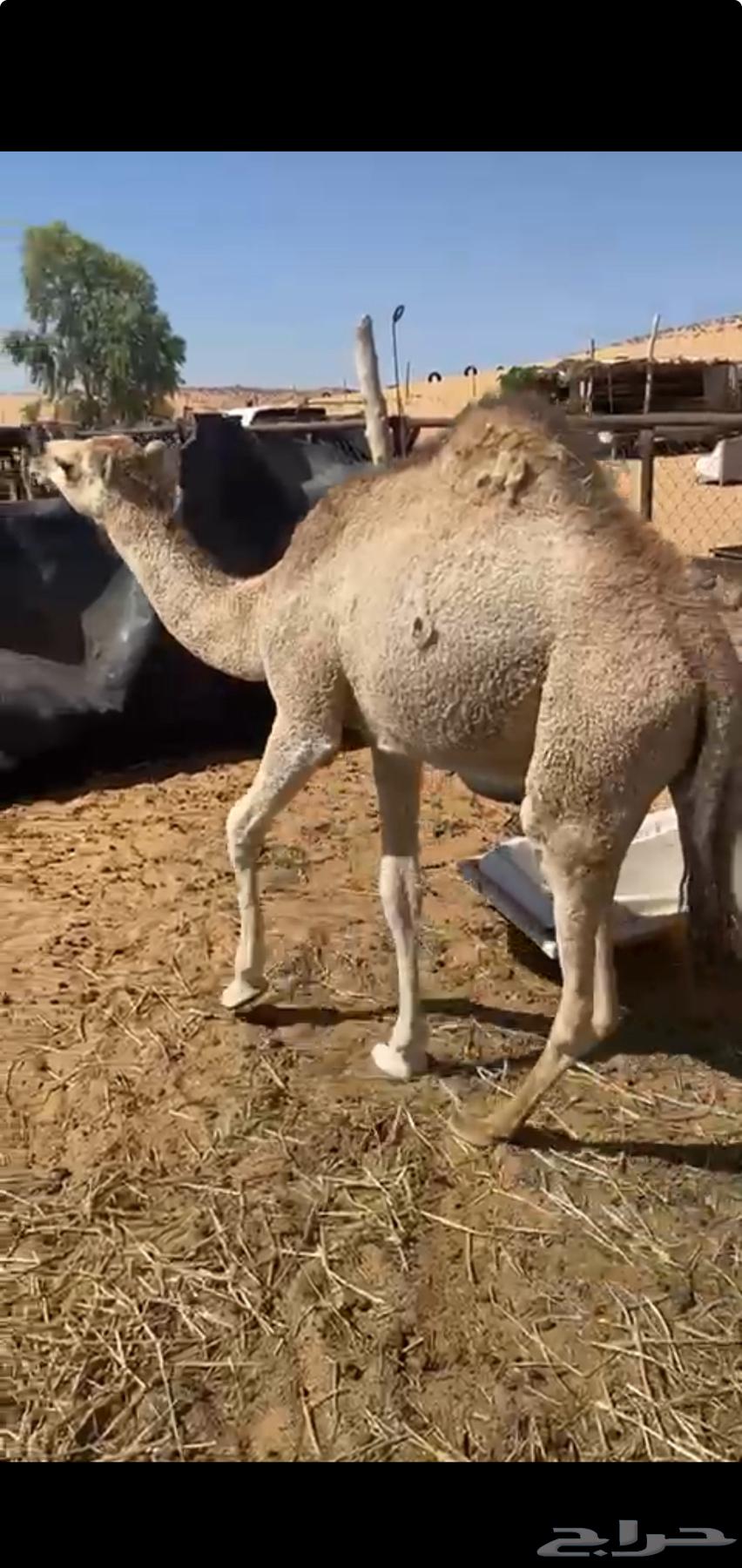 قعود بري عدل طيب64396282247811112