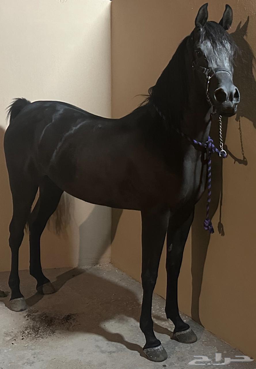 A horse named Dahma64393348649219110