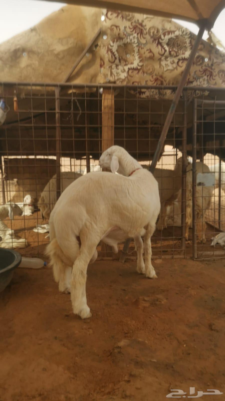 طليان العمر 6 شهور64393582573955110