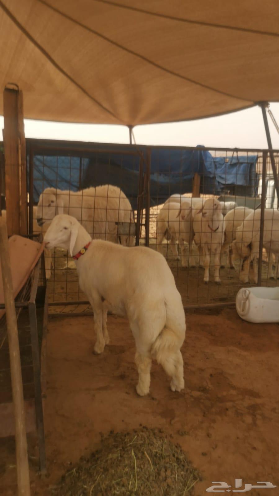 طليان العمر 6 شهور64393582573955111