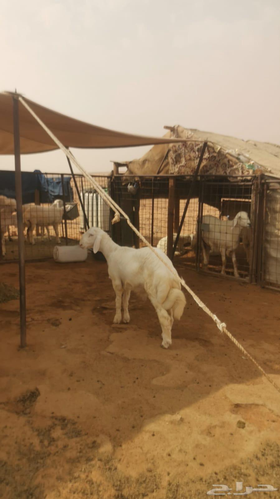 طليان العمر 6 شهور64393582573955113