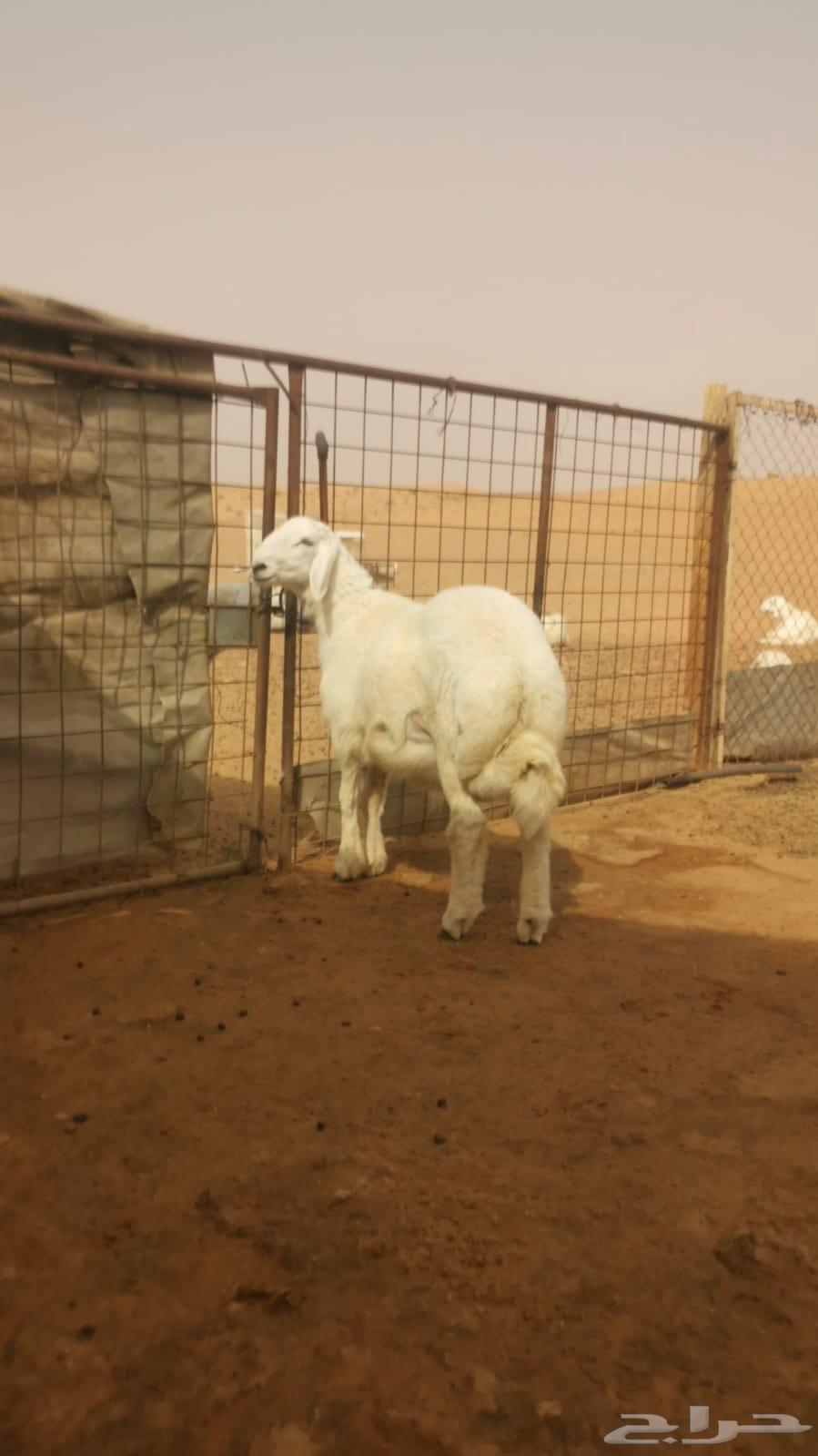 طليان العمر 6 شهور64393582573955112