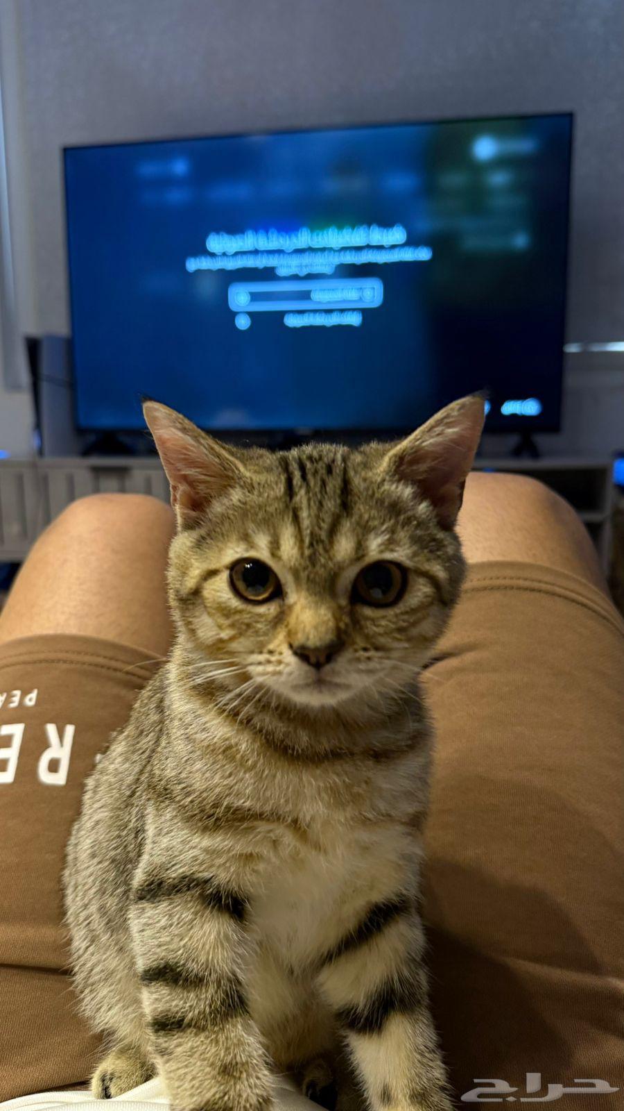 Kitten with accessories for 20064395965197314112