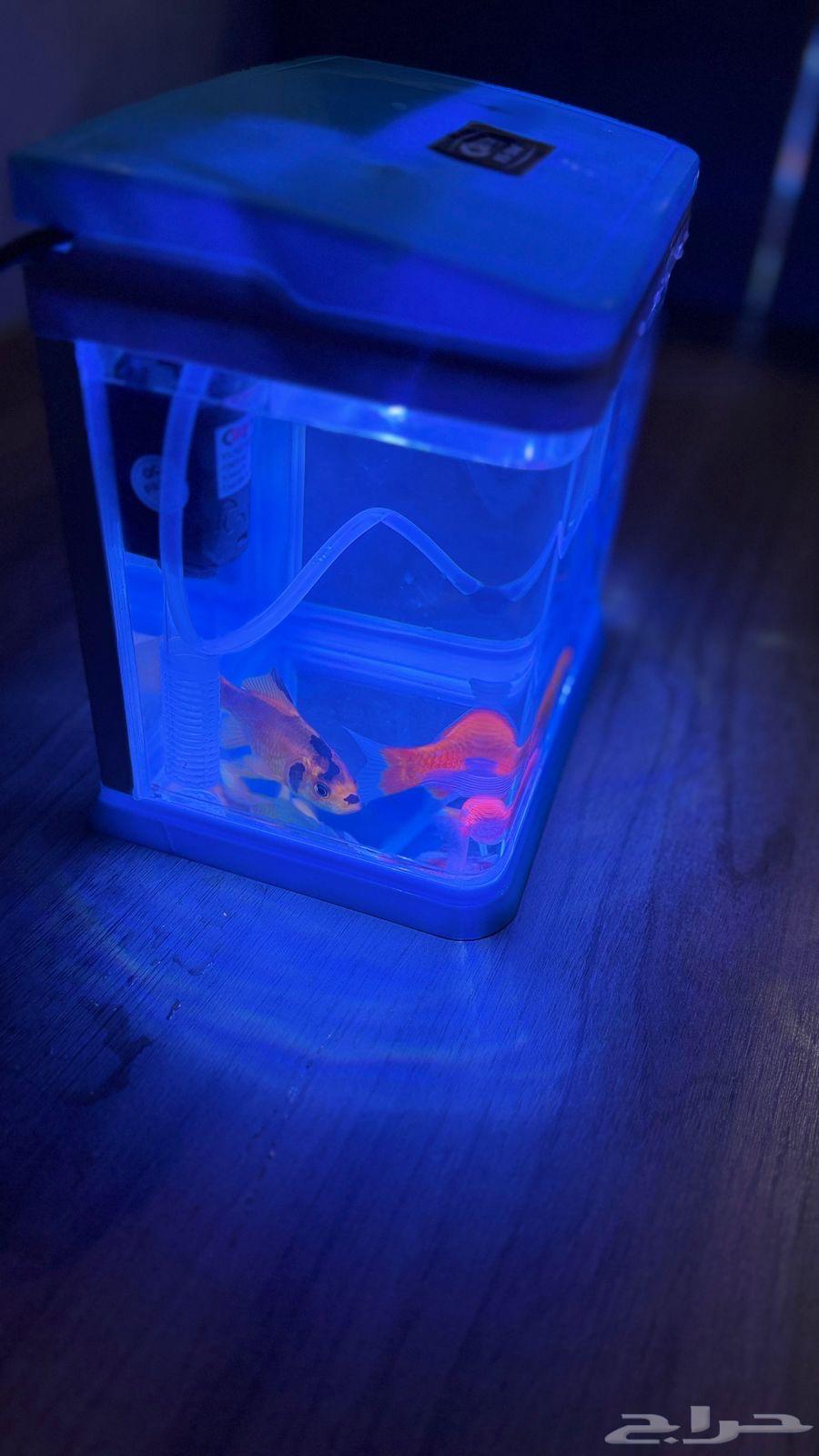 سمك مع حوض64432985581058114