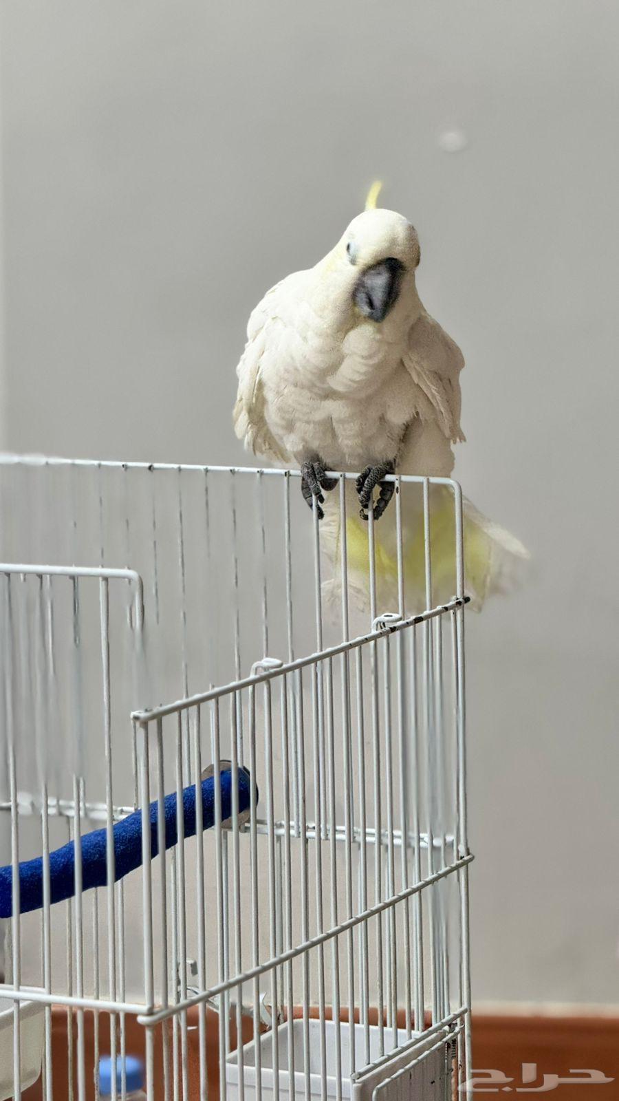 Talking Pet Cockatoo63619269048963111