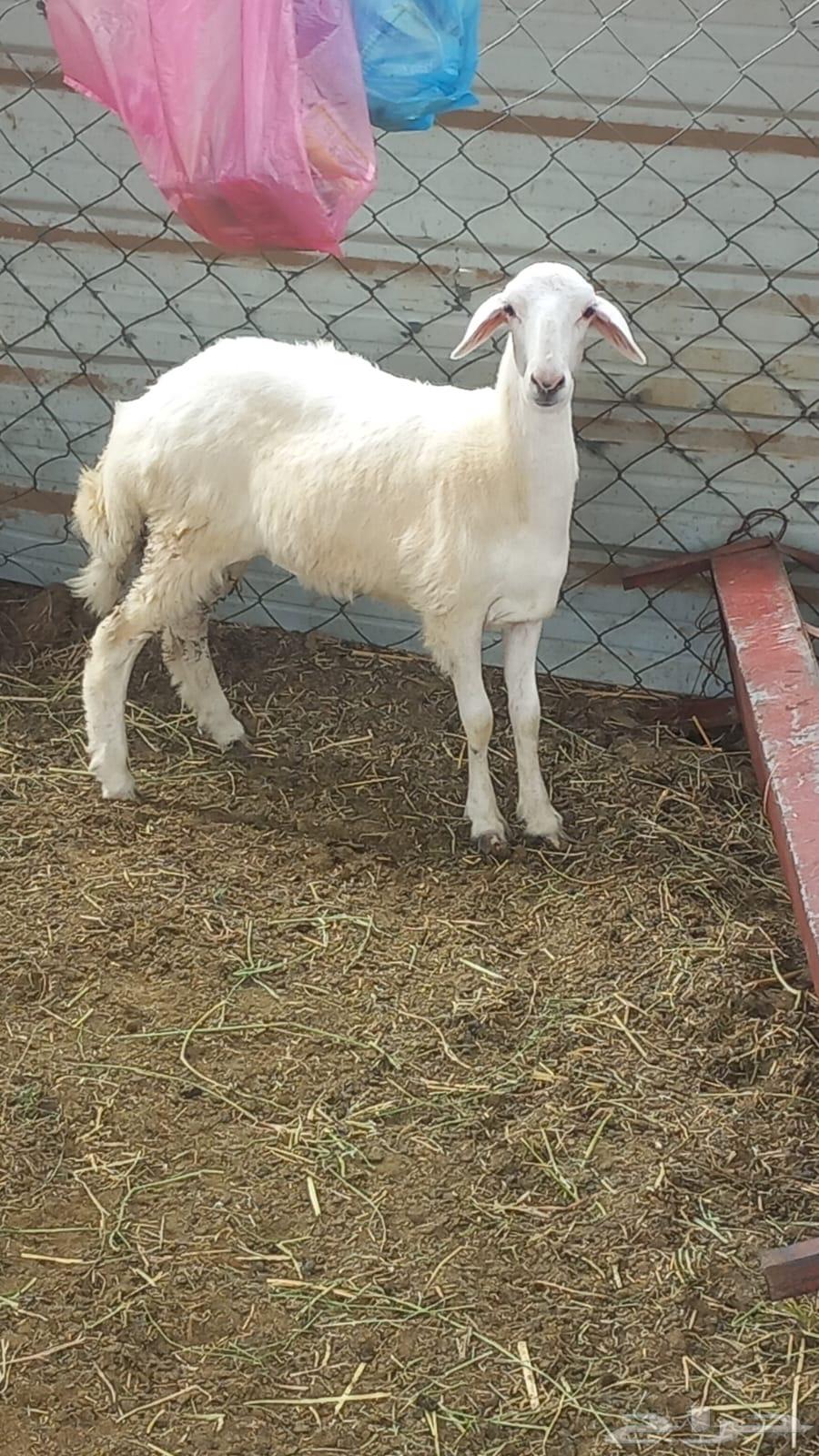 رخله حري للبيع64395199590019111