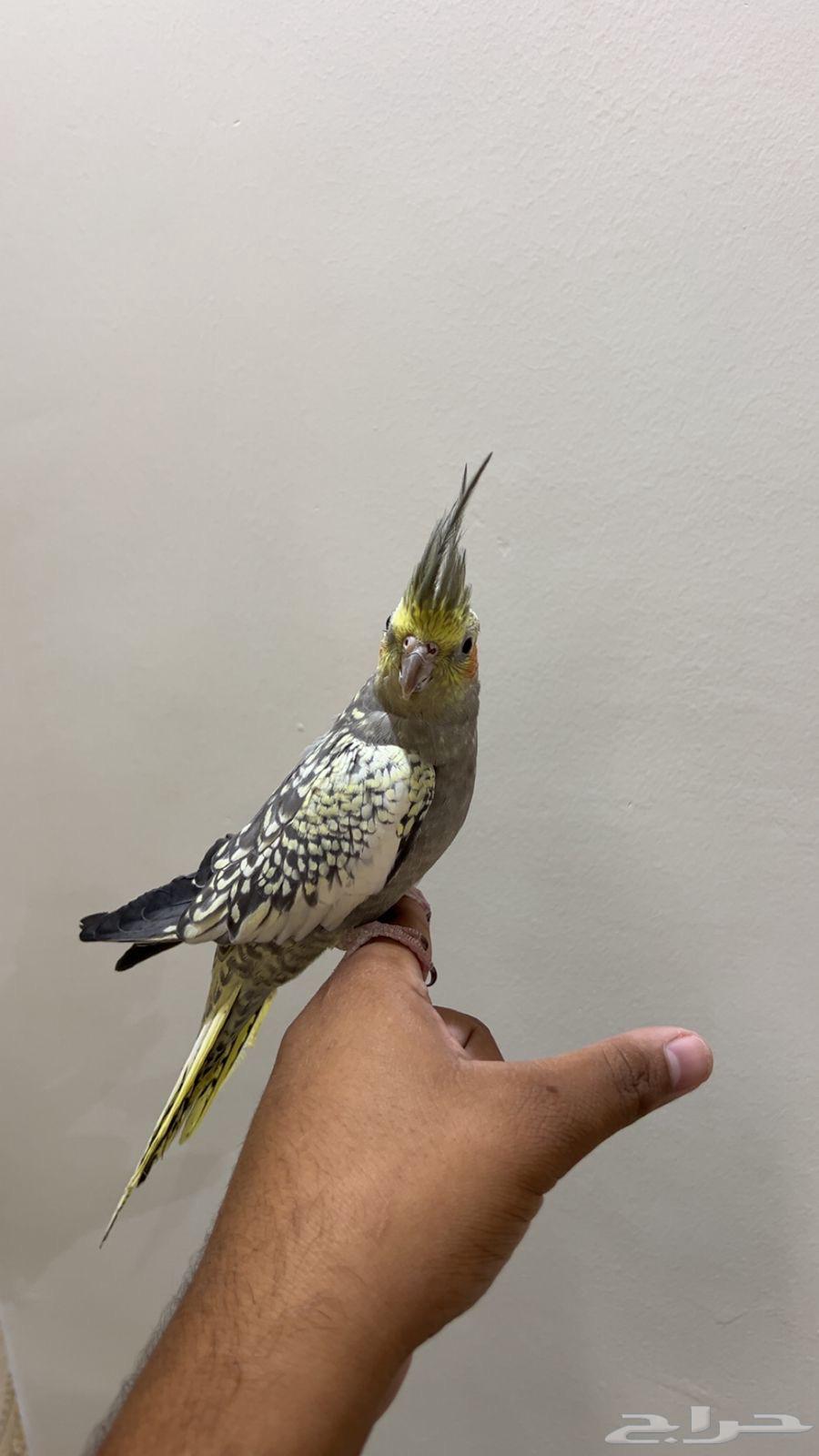 كروان أليف64400272722689110