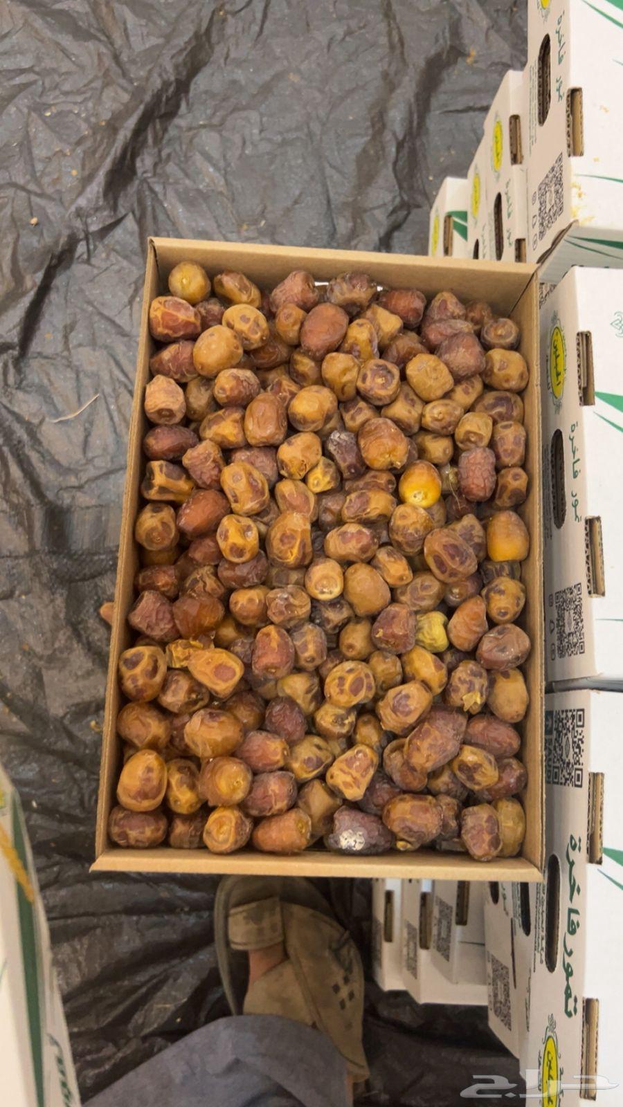 تمر سكري رطب ومفتل وجالكسي ورشودي64401202898305113