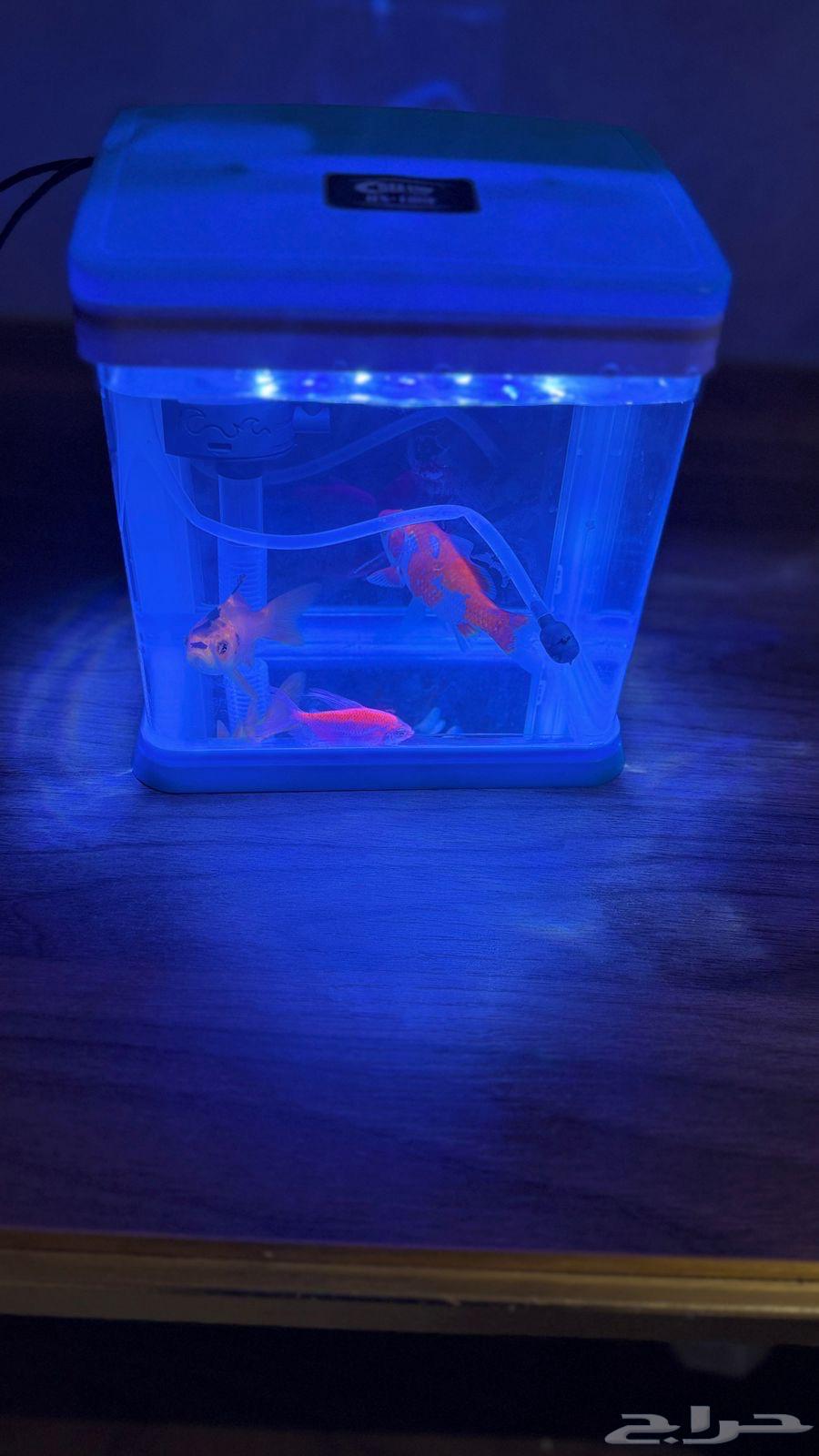 سمك مع حوض64432985581058112