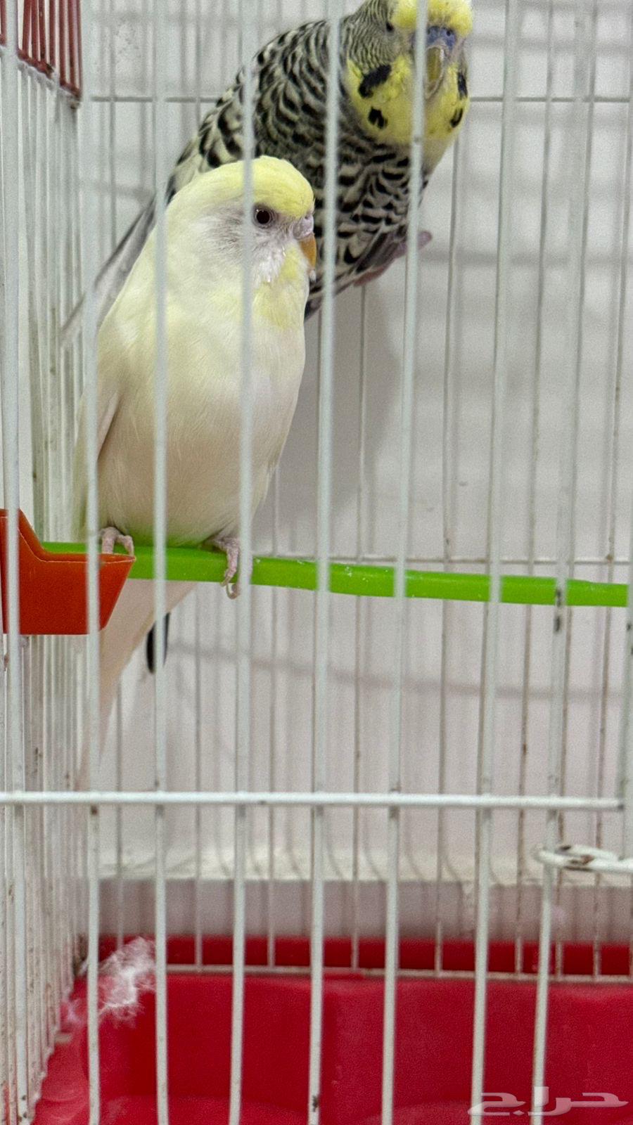 جوز بادجي جرم كبير للبيع .64393652214403113