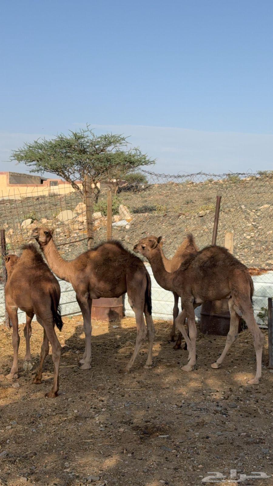 قعدان للبيع64395282720387113