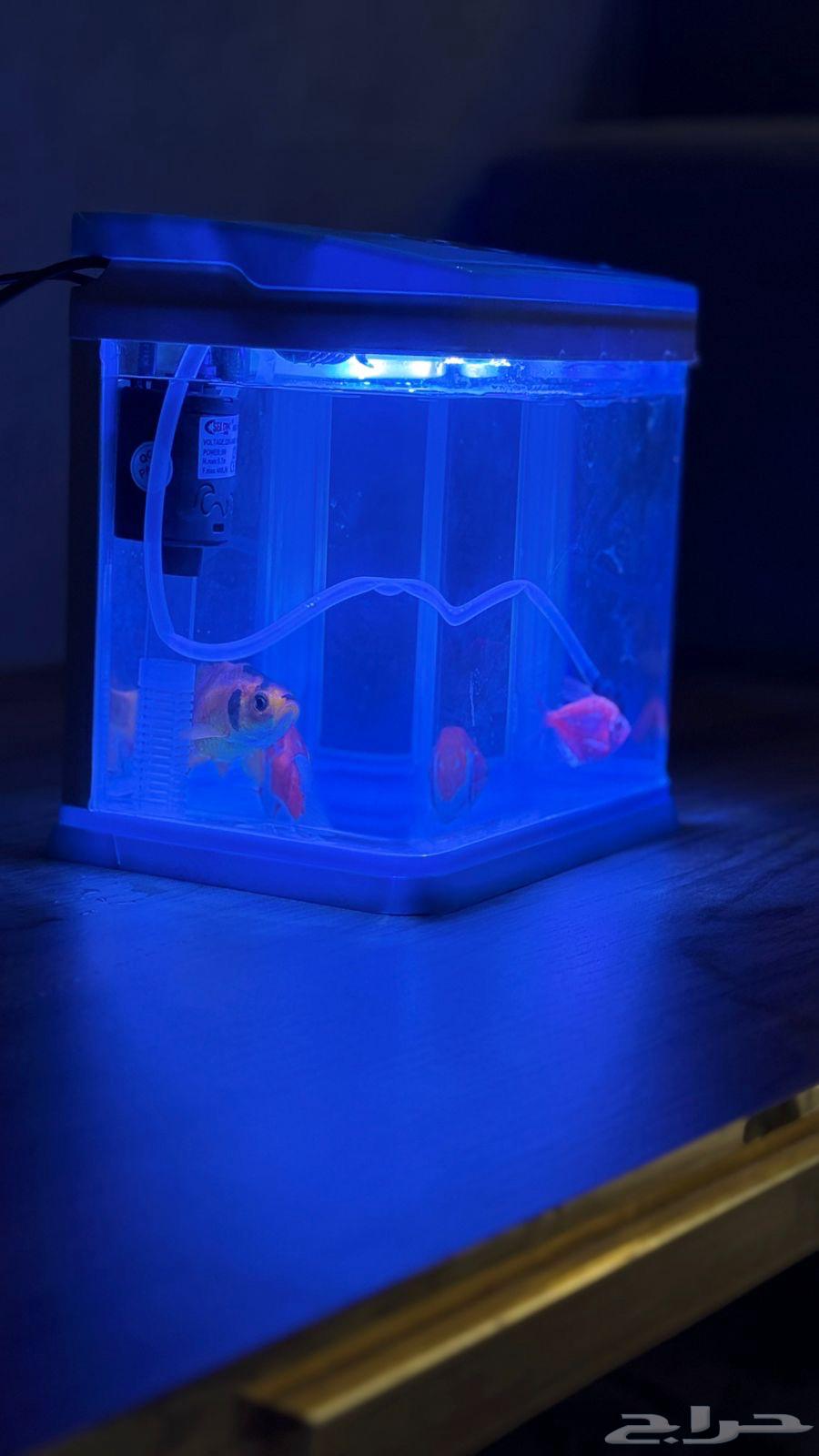 سمك مع حوض64432985581058110