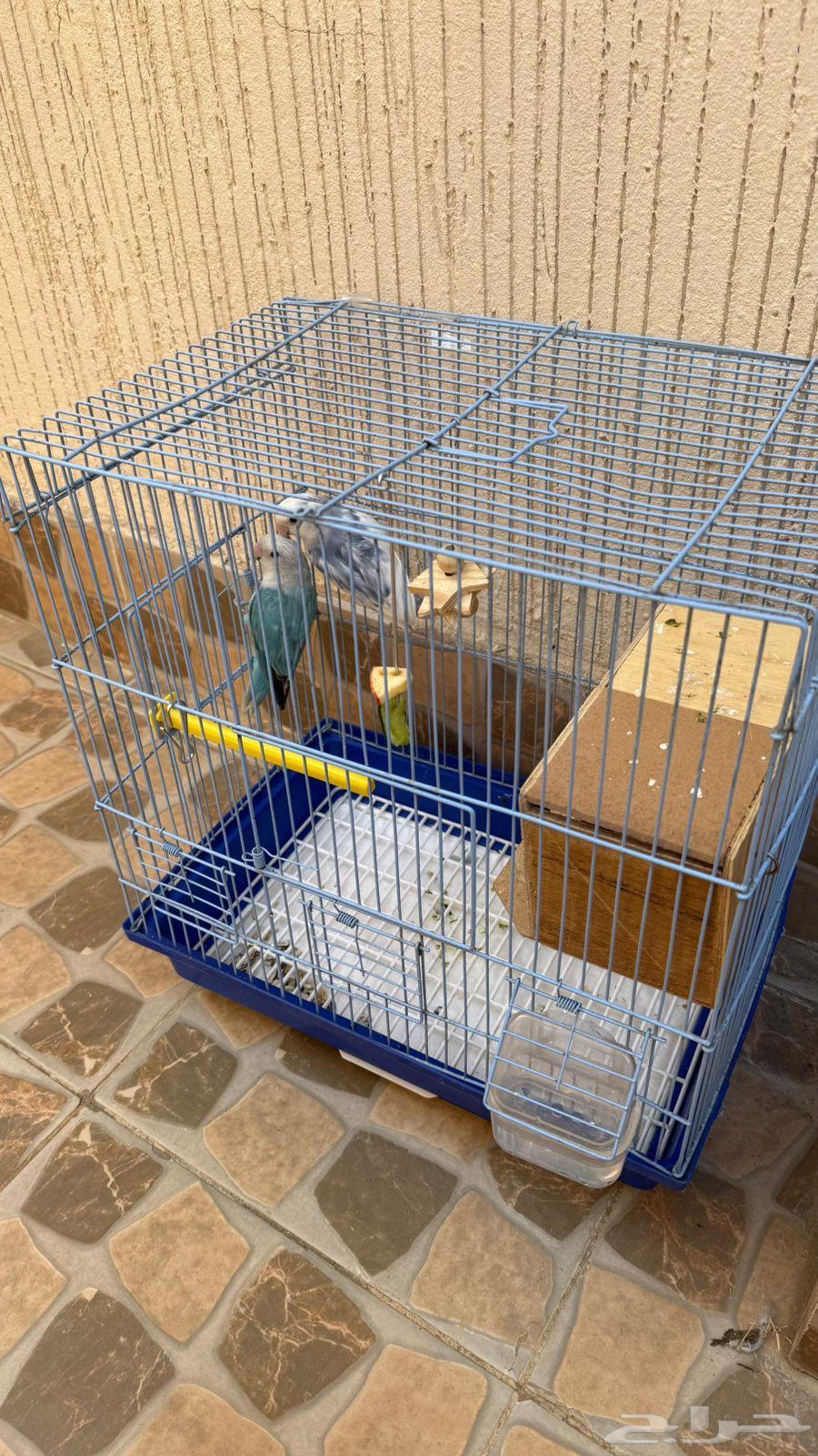 جوز ببغاء روز64394372141186112