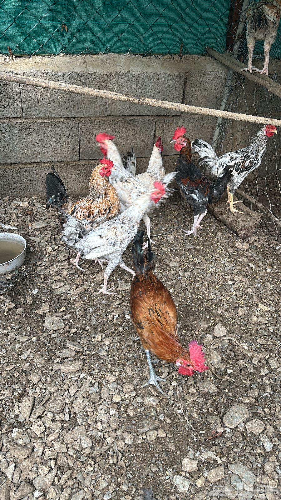 ديوك بلدي للبيع64401244392707113