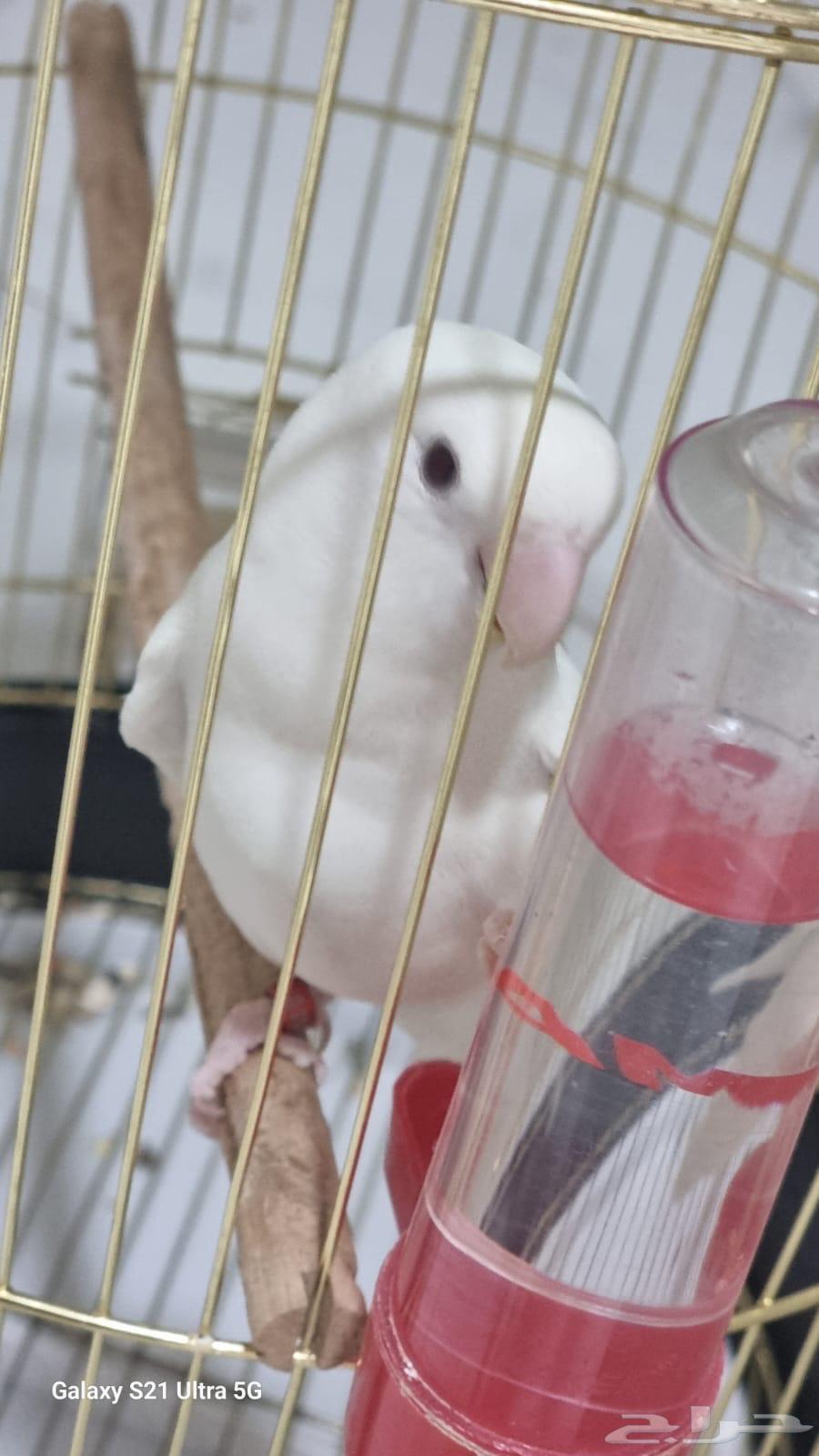 طير روز للبيع64395102498947110