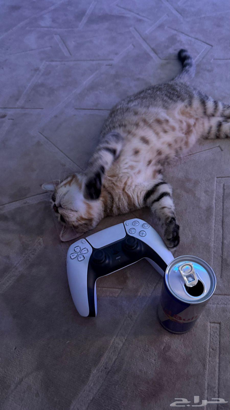 Kitten with accessories for 20064395965197314113