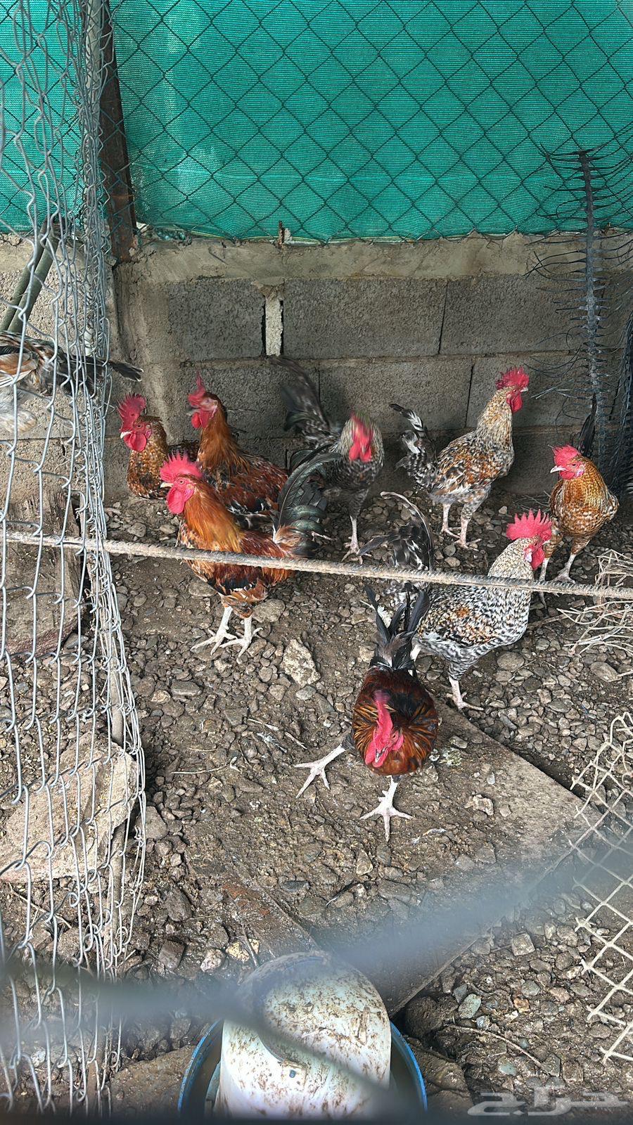 ديوك بلدي للبيع64401244392707111