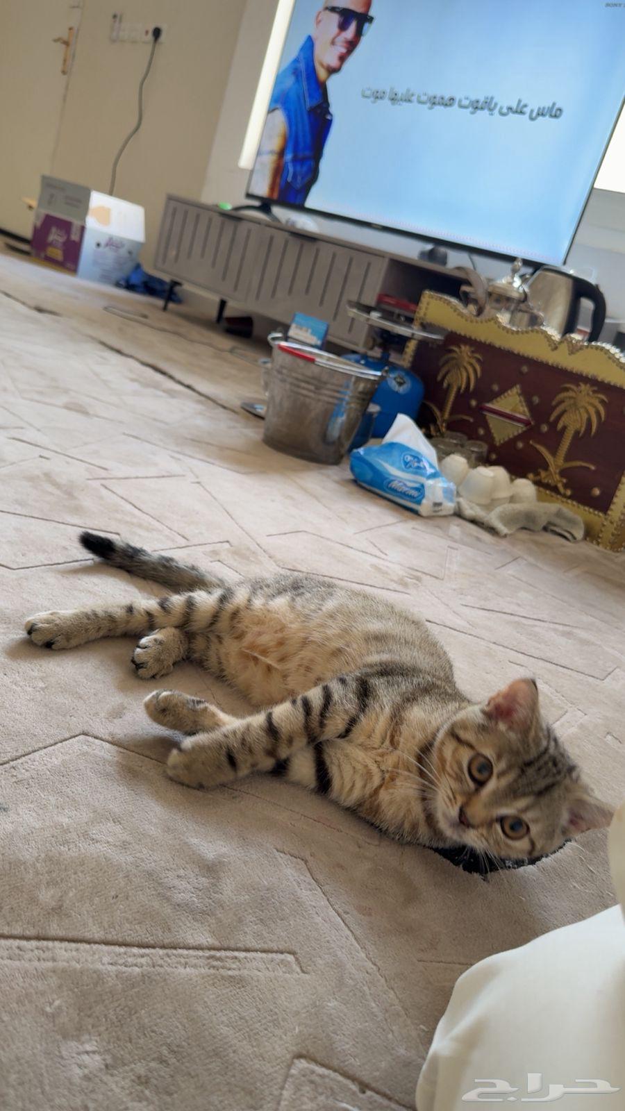 Kitten with accessories for 20064395965197314114