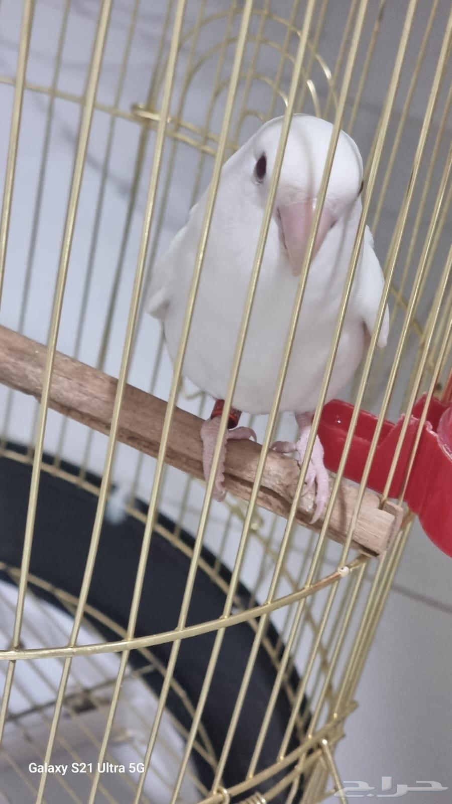 طير روز للبيع64395102498947111