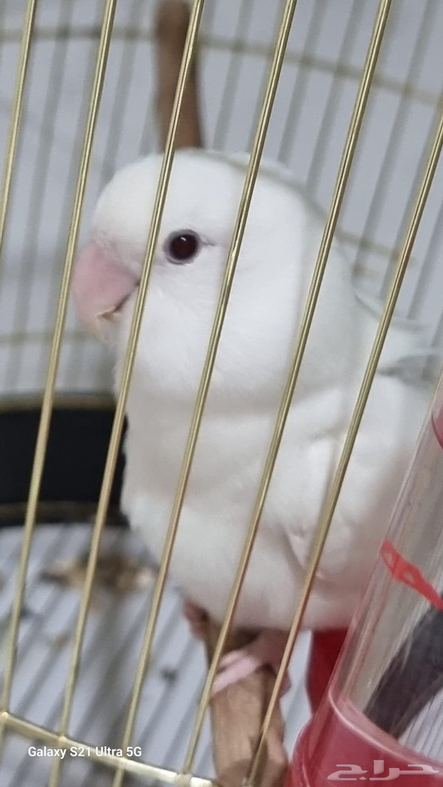 طير روز للبيع64395102498947112