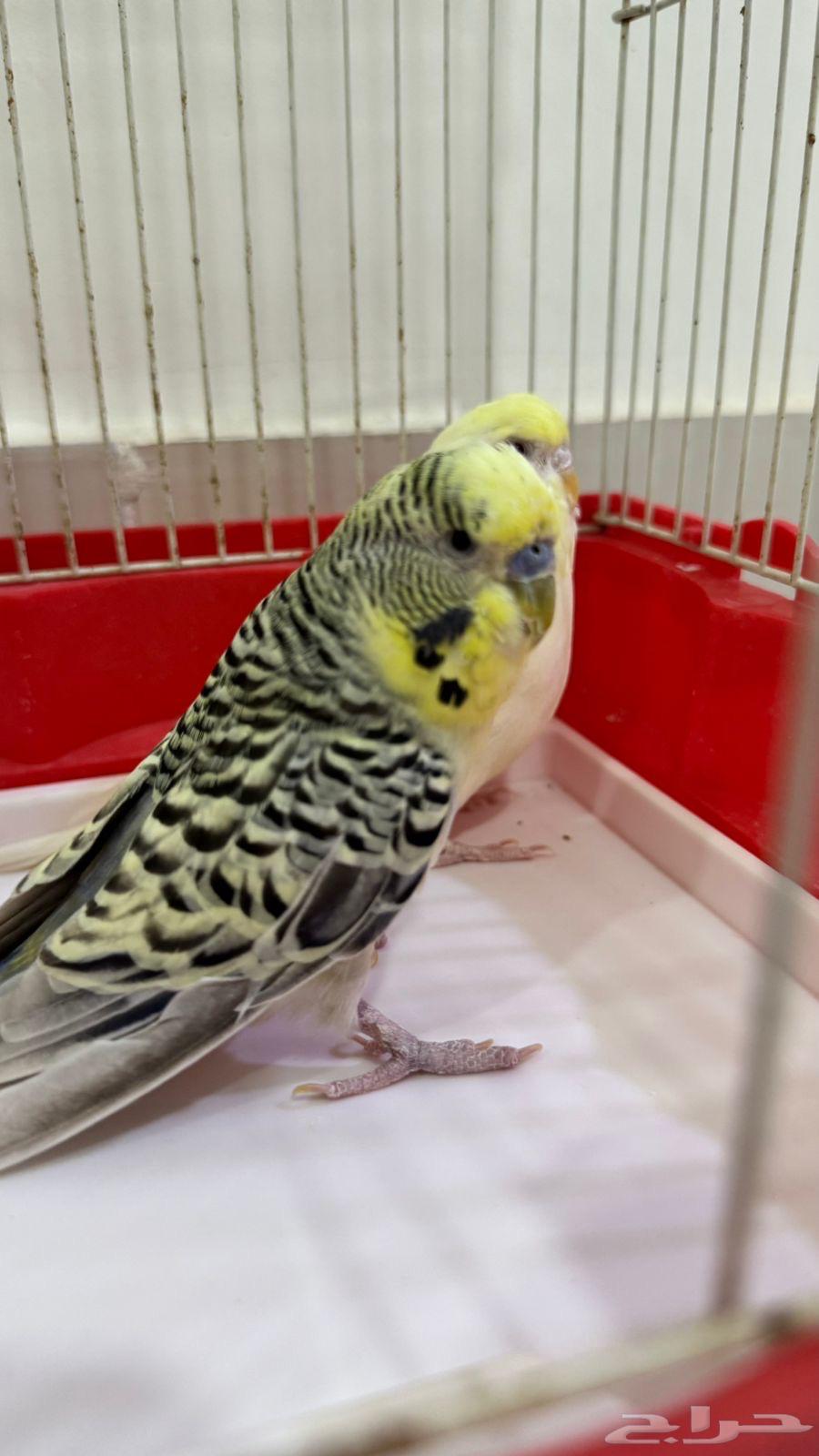 جوز بادجي جرم كبير للبيع .64393652214403111