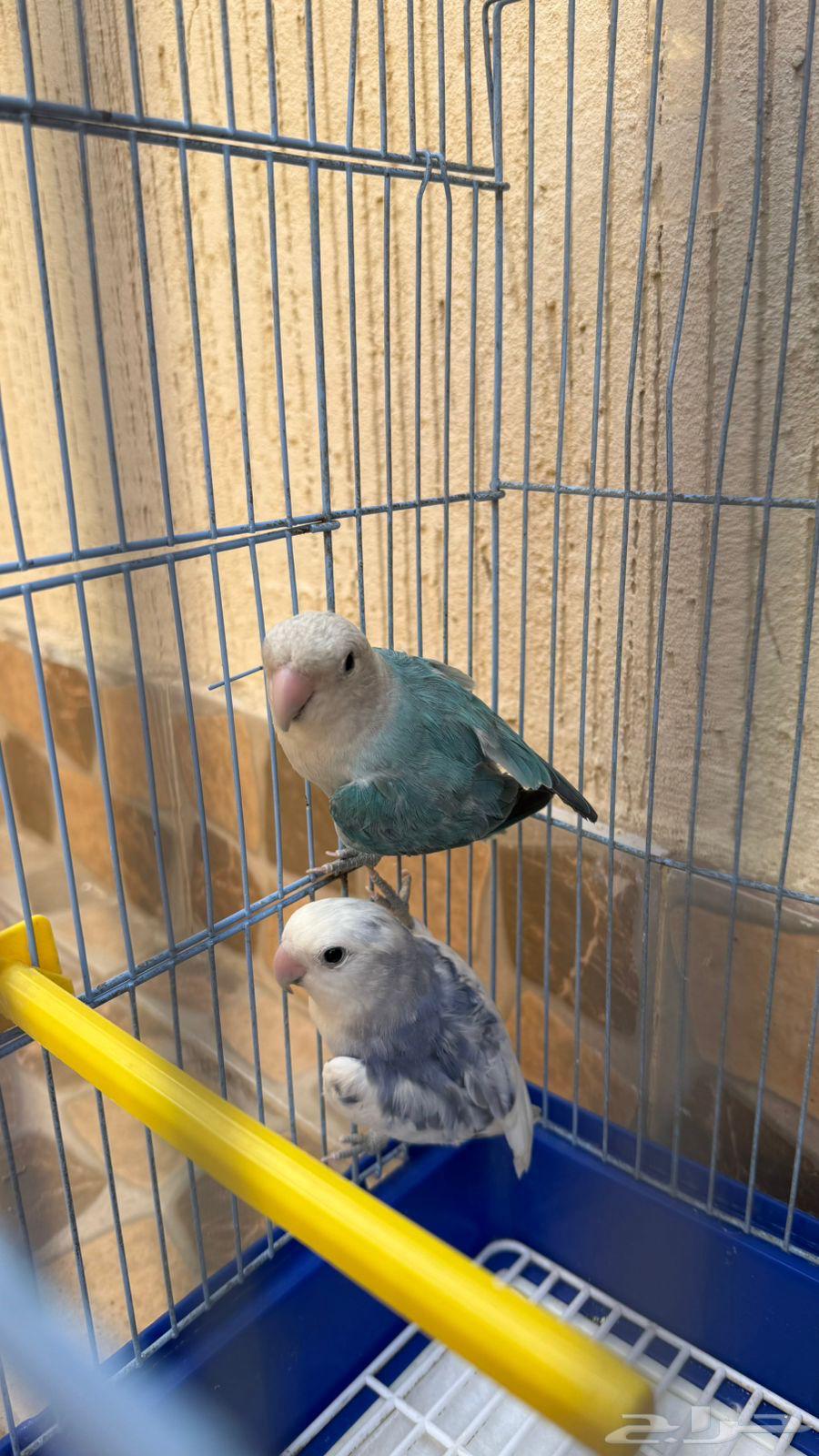 جوز ببغاء روز64394372141186113