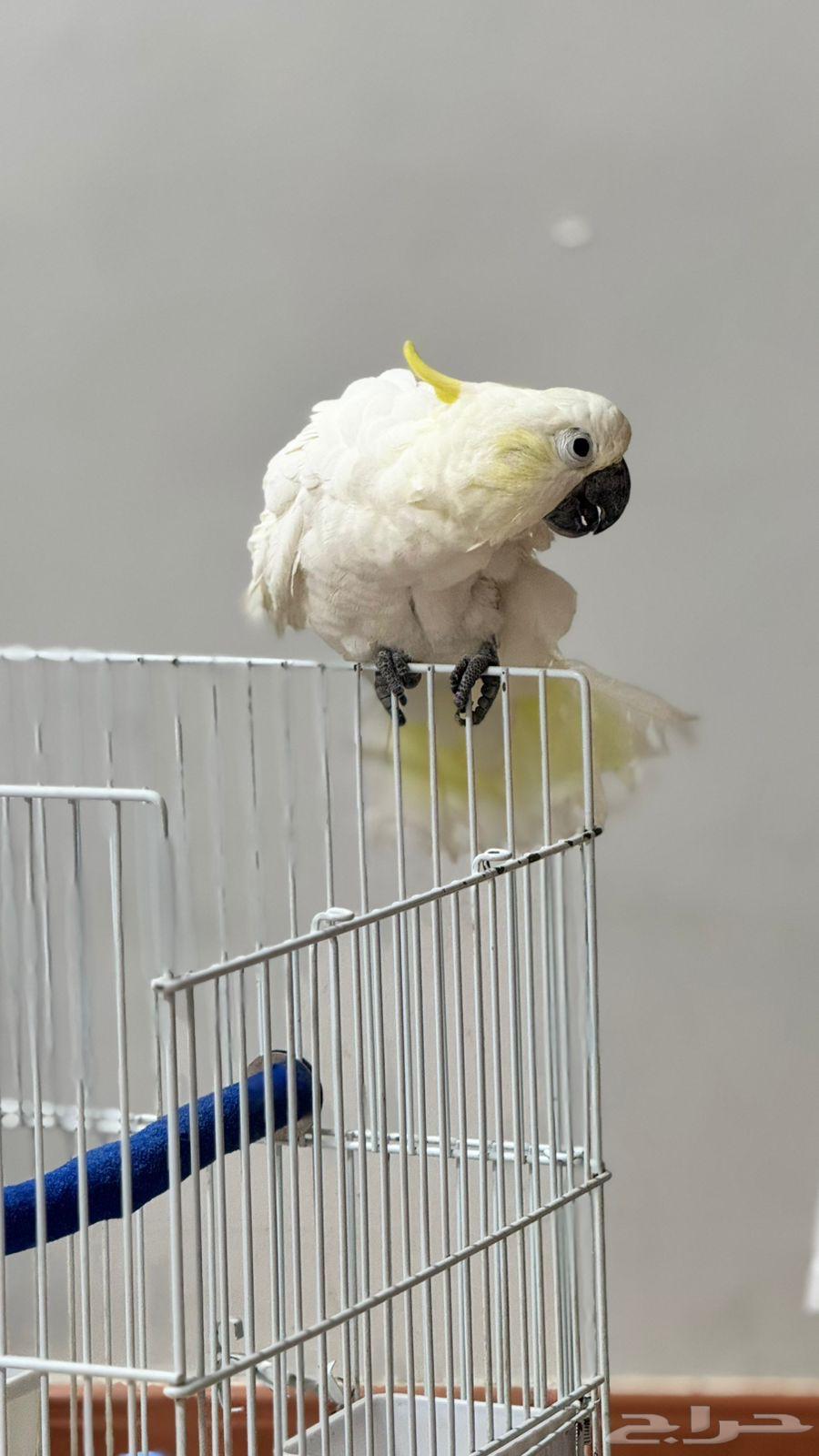 Talking Pet Cockatoo63619269048963112