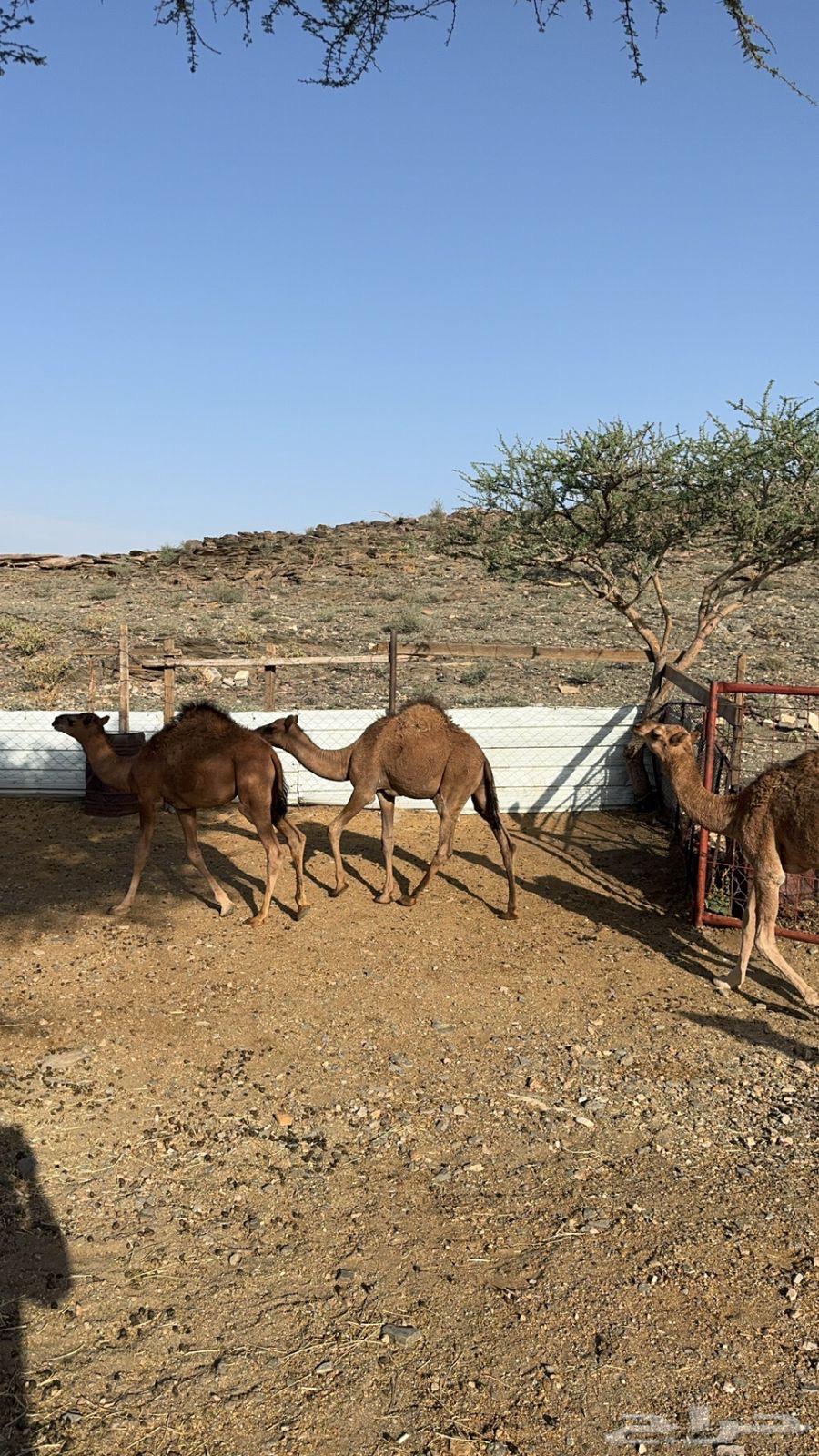 قعدان للبيع64395282720387112