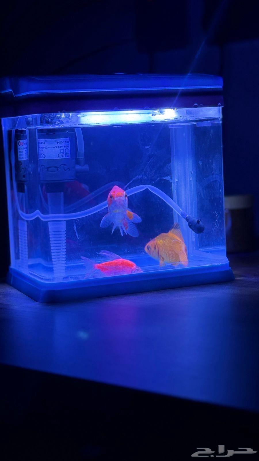 سمك مع حوض64432985581058111