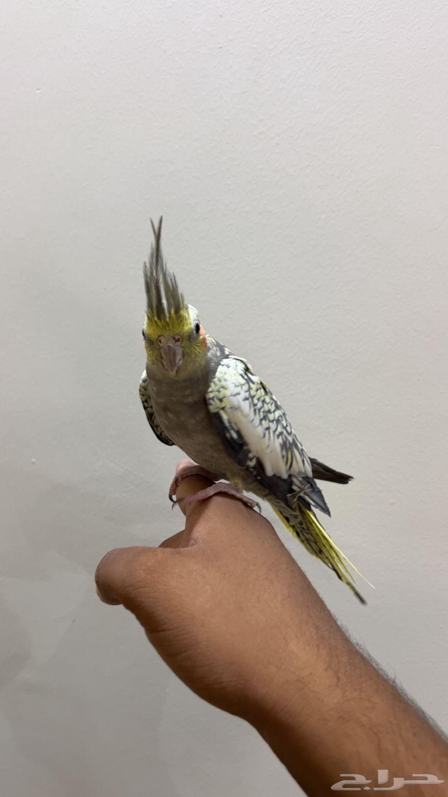 كروان أليف64400272722689111