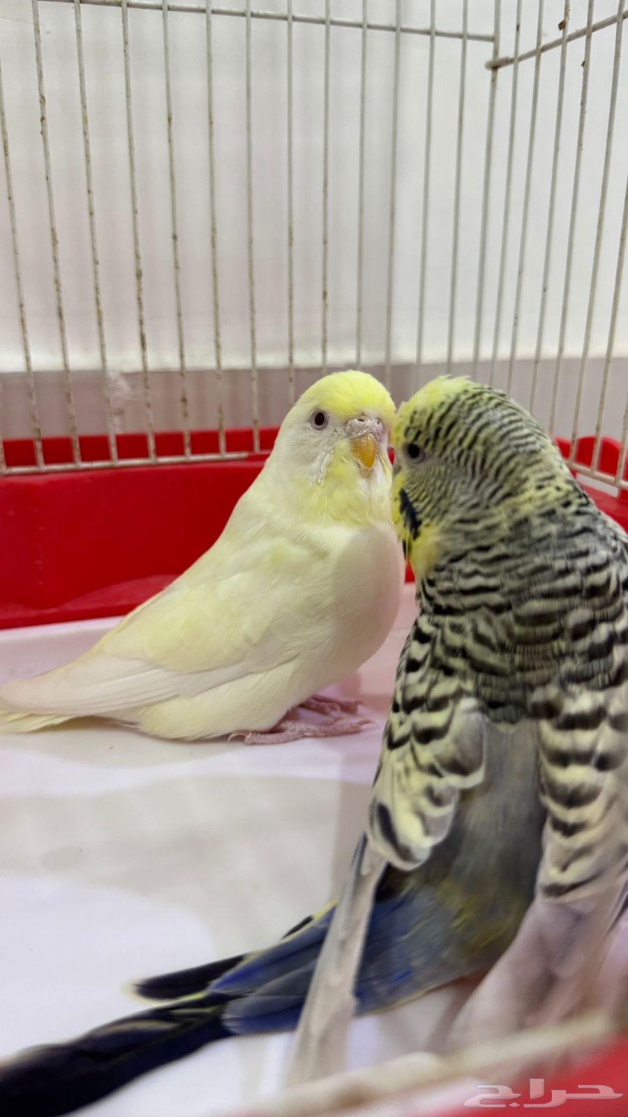 جوز بادجي جرم كبير للبيع .64393652214403112