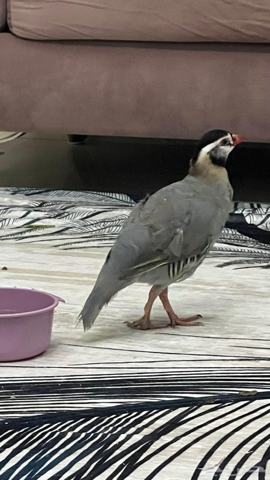 Qahdi for sale, male or exchange for roosters or young qahdi64400939057923110