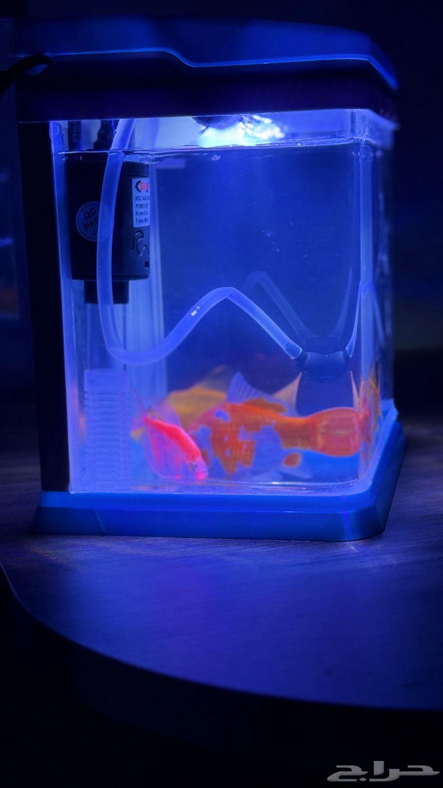 سمك مع حوض64432985581058113