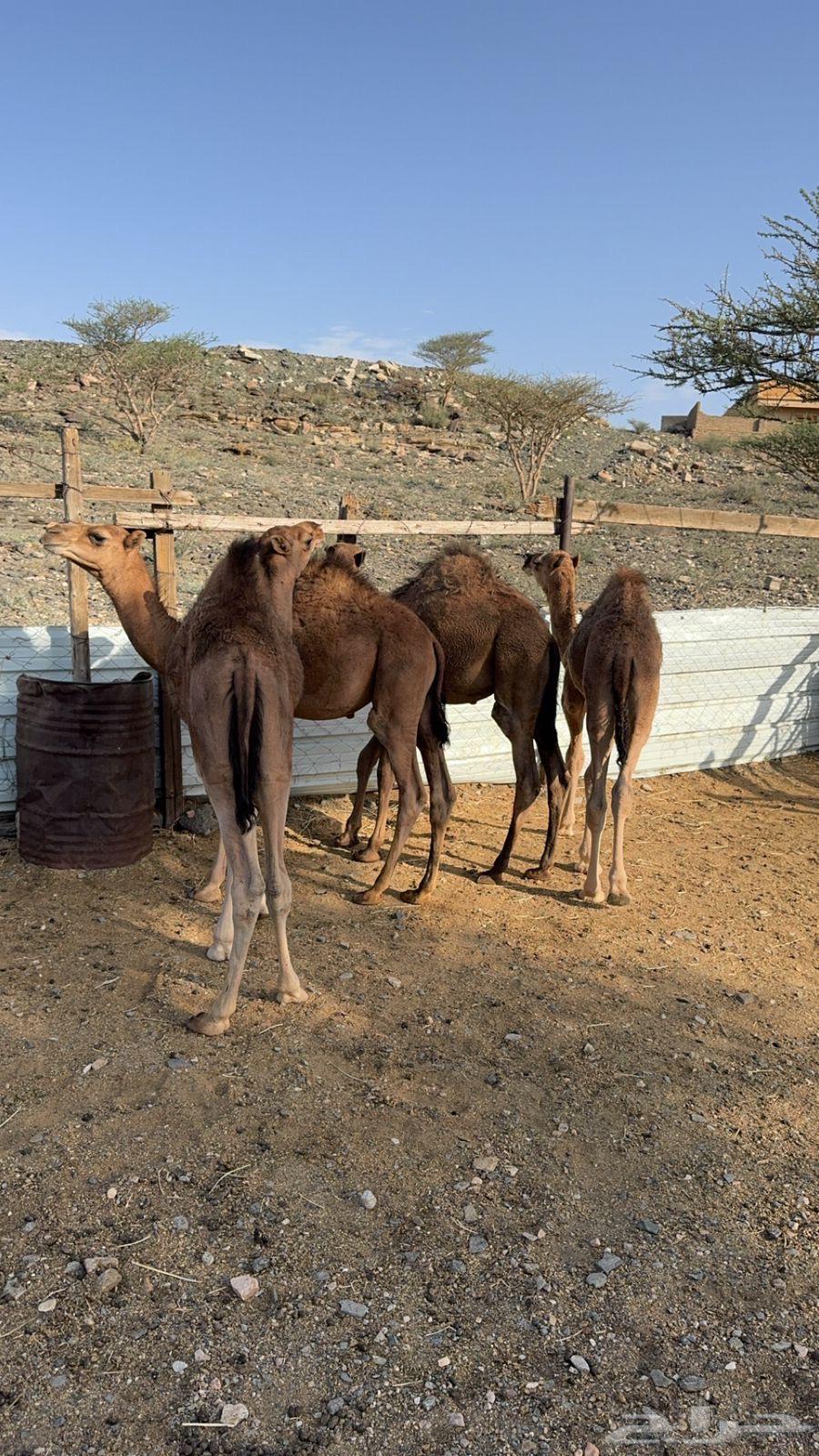 قعدان للبيع64395282720387111