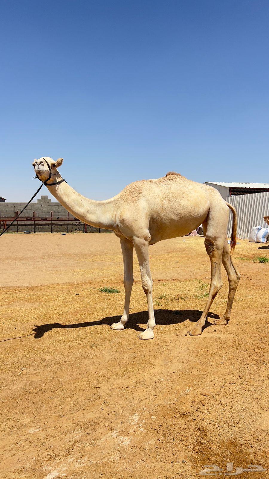 للبيع بكره لقيه. سلاله فل.64401257936642111