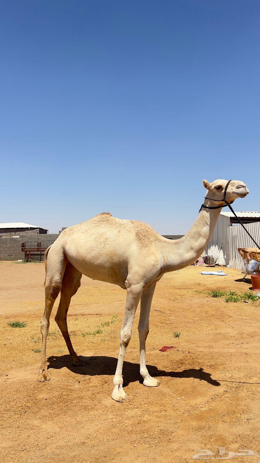 للبيع بكره لقيه. سلاله فل.64401257936642110