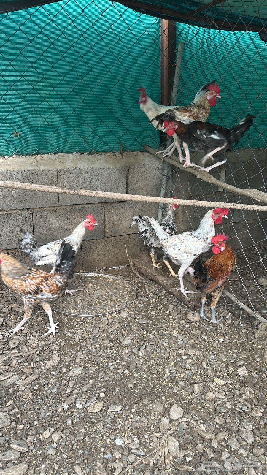 ديوك بلدي للبيع64401244392707112