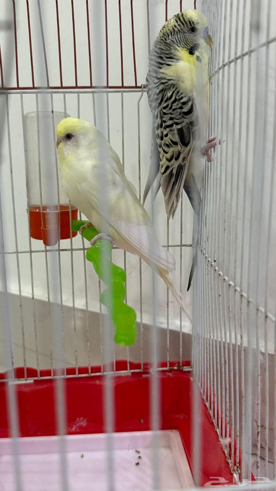 جوز بادجي جرم كبير للبيع .64393652214403114