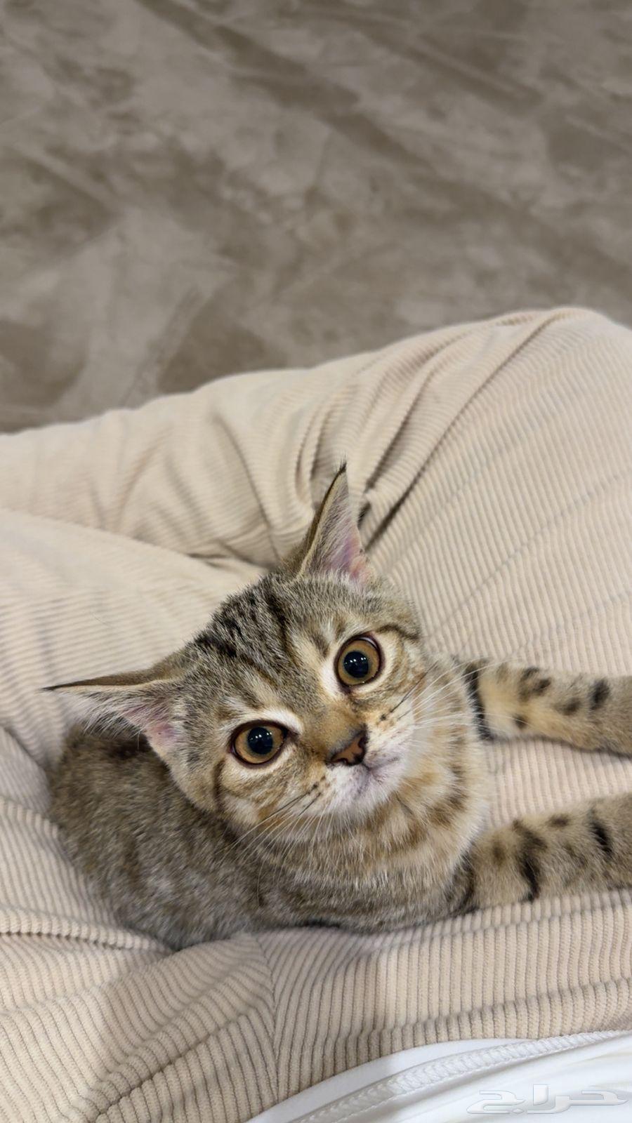 Kitten with accessories for 20064395965197314111