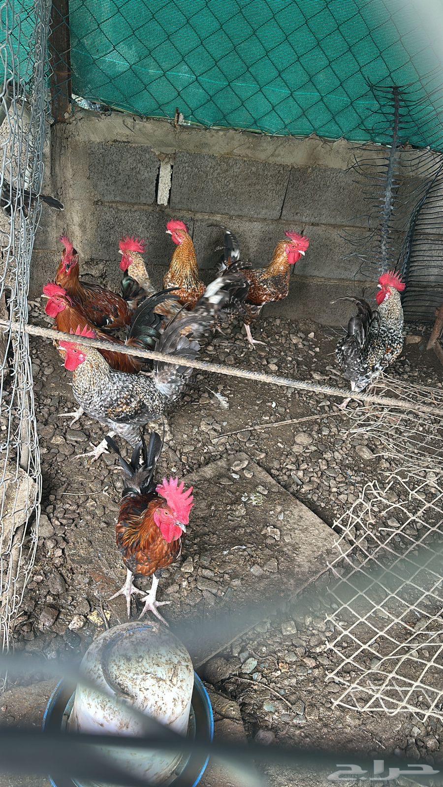 ديوك بلدي للبيع64401244392707110