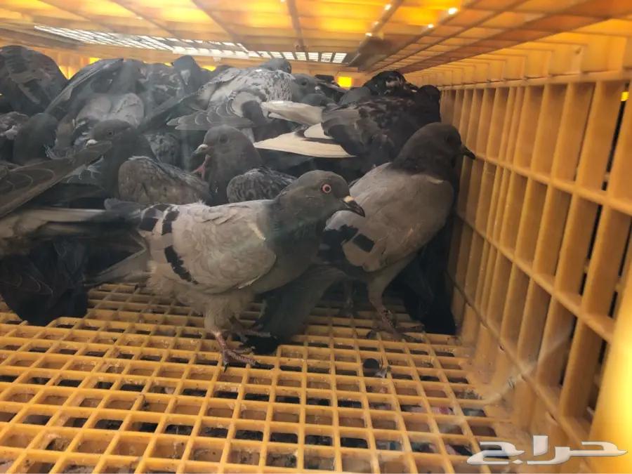 حمام سوادي لاهل الصقور64396769446658110