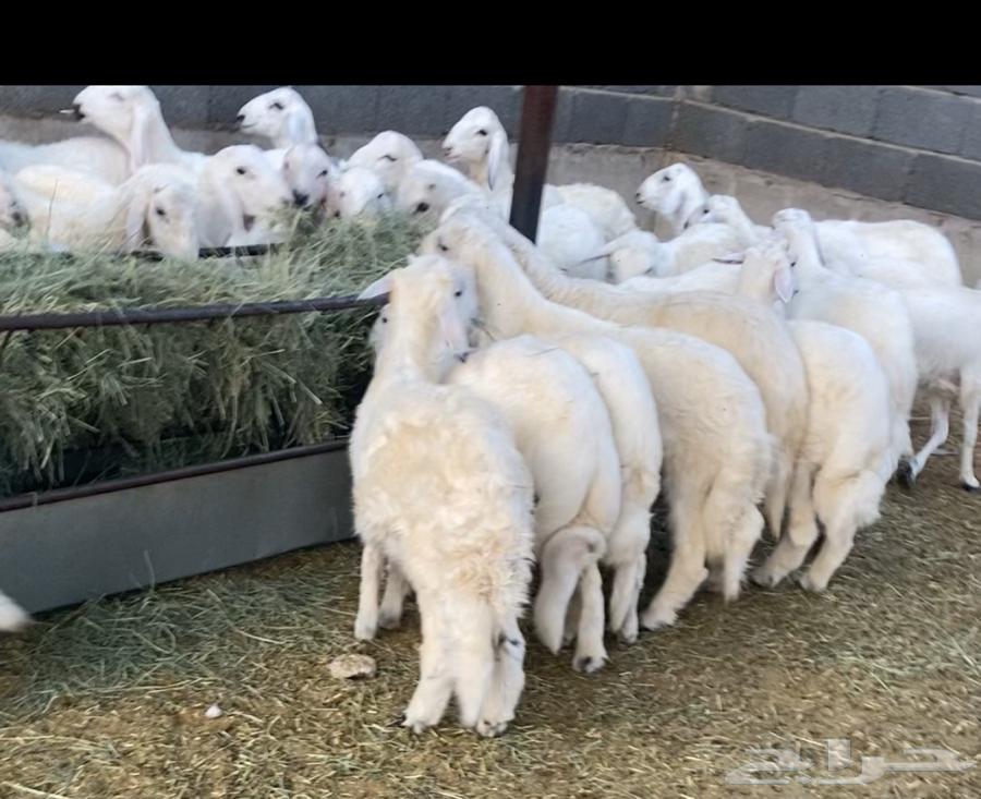 خرفان بلديات ولسعارمناسبه مبادي وثلاجات يوجد توصيل داخل نجر64399050677123110