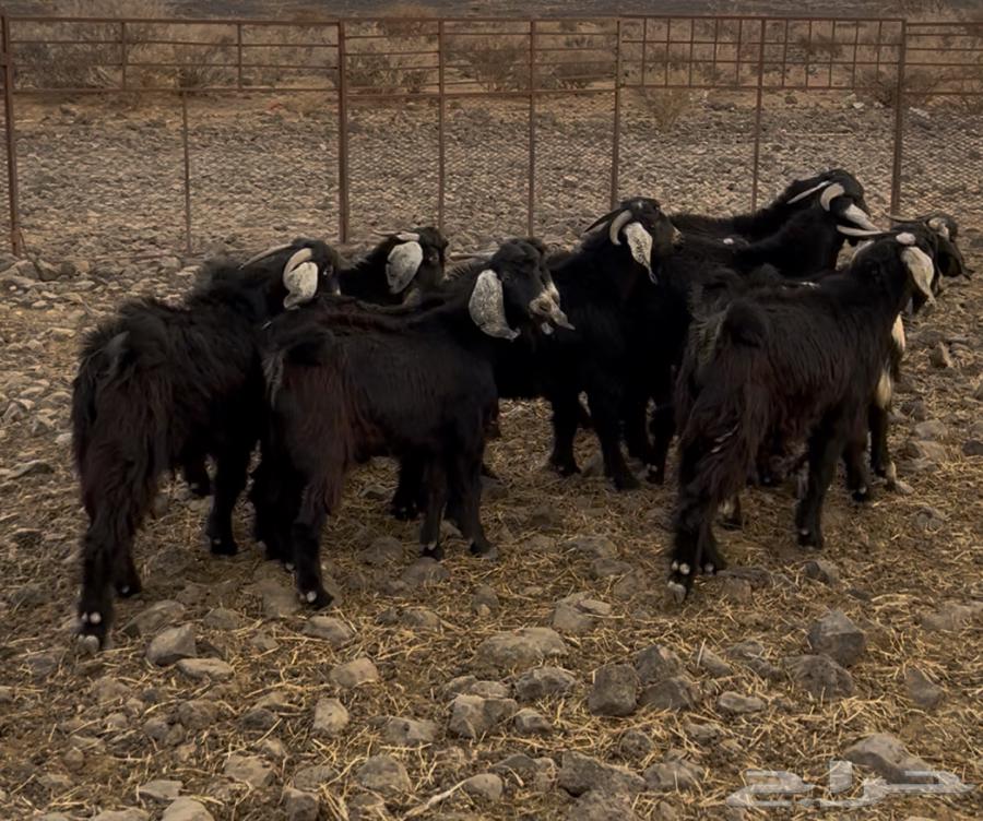 A stallion with good temperament and fat.64394758608131112