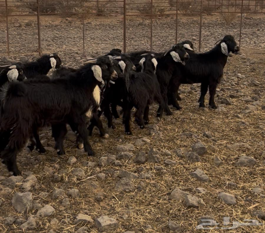 A stallion with good temperament and fat.64394758608131111